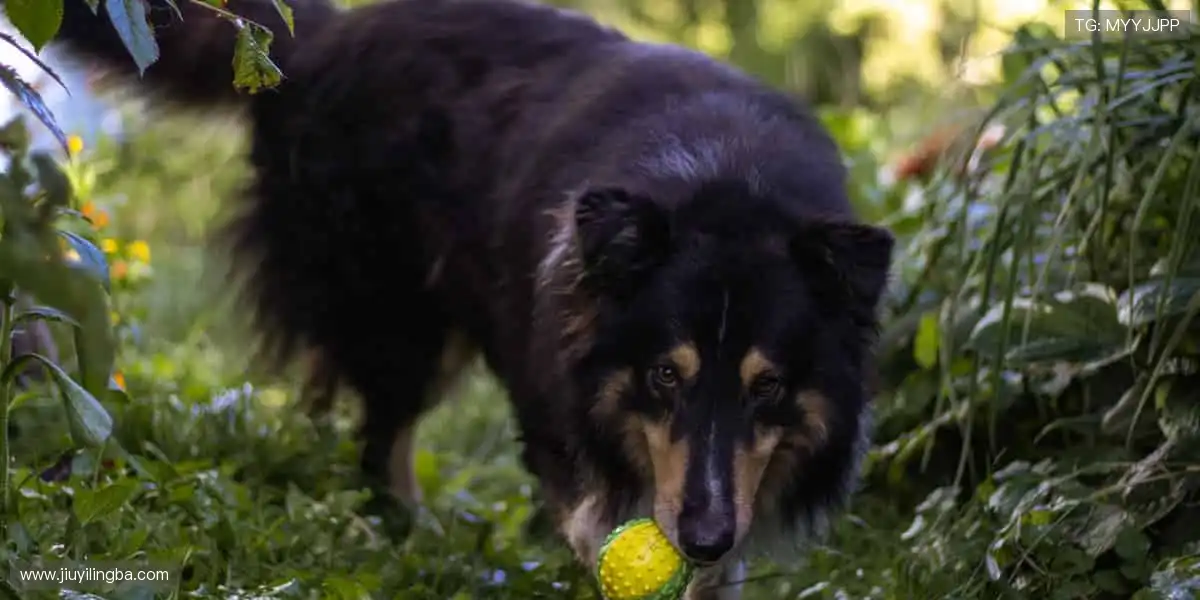 🎁球迷专属，潮流装备一键拥有！👕